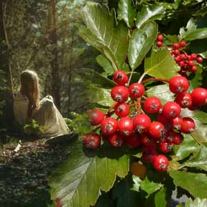 Шиповник и боярышник от ишемической болезни сердца, народное средство